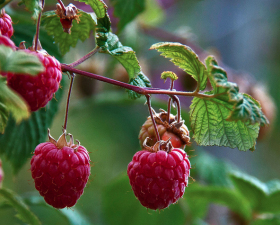Pick Your Own Raspberries! Pick Your Own Raspberries!