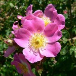 220px-Rosa_rubiginosa_1