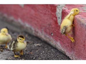 14 Adorable Baby Animal Pictures That Will Melt Your Heart
