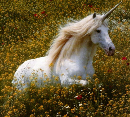 If Unicorns Are Your Spirit Animal – You Need These 19 Accessories