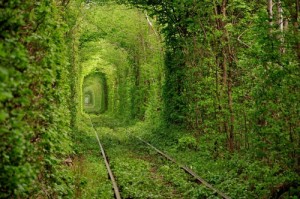 WeHeartIt Inspiration: 11 Stunningly Gorgeous Tree Tunnels