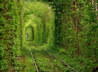 WeHeartIt Inspiration: 11 Stunningly Gorgeous Tree Tunnels