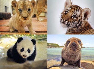 13 Tough Would You Rather Questions About Baby Animals