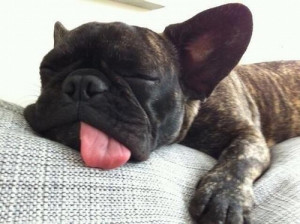 WeHeartIt Inspiration Wednesday: We Heart French Bulldogs