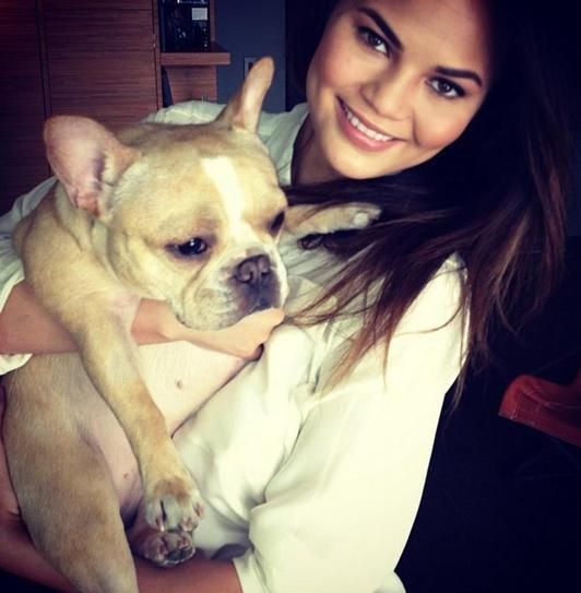 celebrity pets