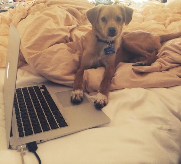 celebrity pets